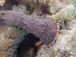 Image of Holothuria subgen. Semperothuria Deichmann 1958