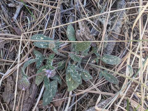 Phacelia mutabilis Greene的圖片