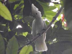 Image of Broad-crested Corella