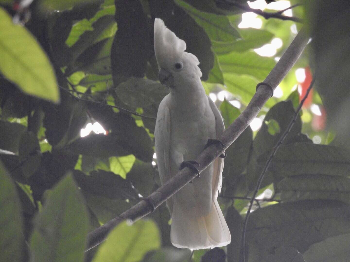 Cacatua ducorpsii Pucheran 1853 resmi