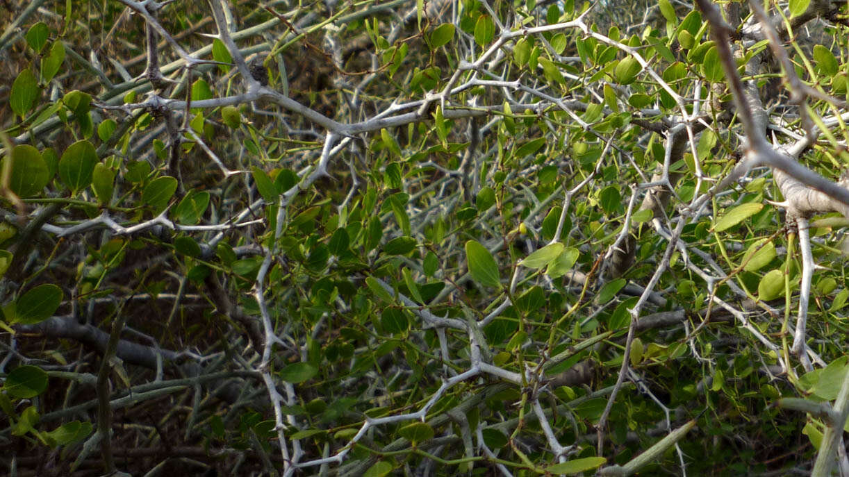 Plancia ëd Ziziphus lotus (L.) Lam.