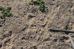 Image of Western Spotted Skunk