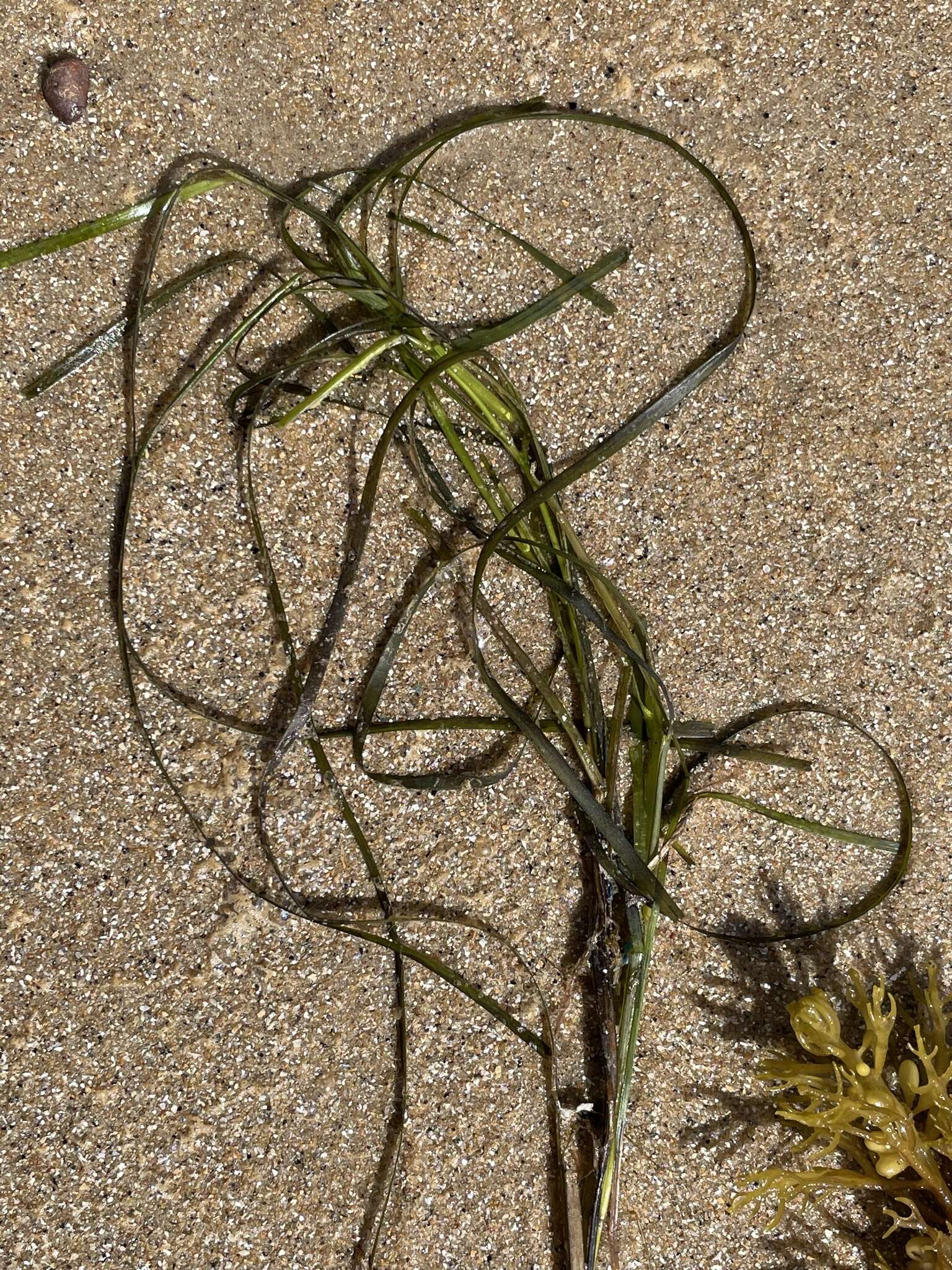 Image of Zostera nigricaulis (J. Kuo) S. W. L. Jacobs & Les