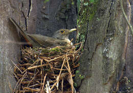 Image of Rufous-bellied Thrush