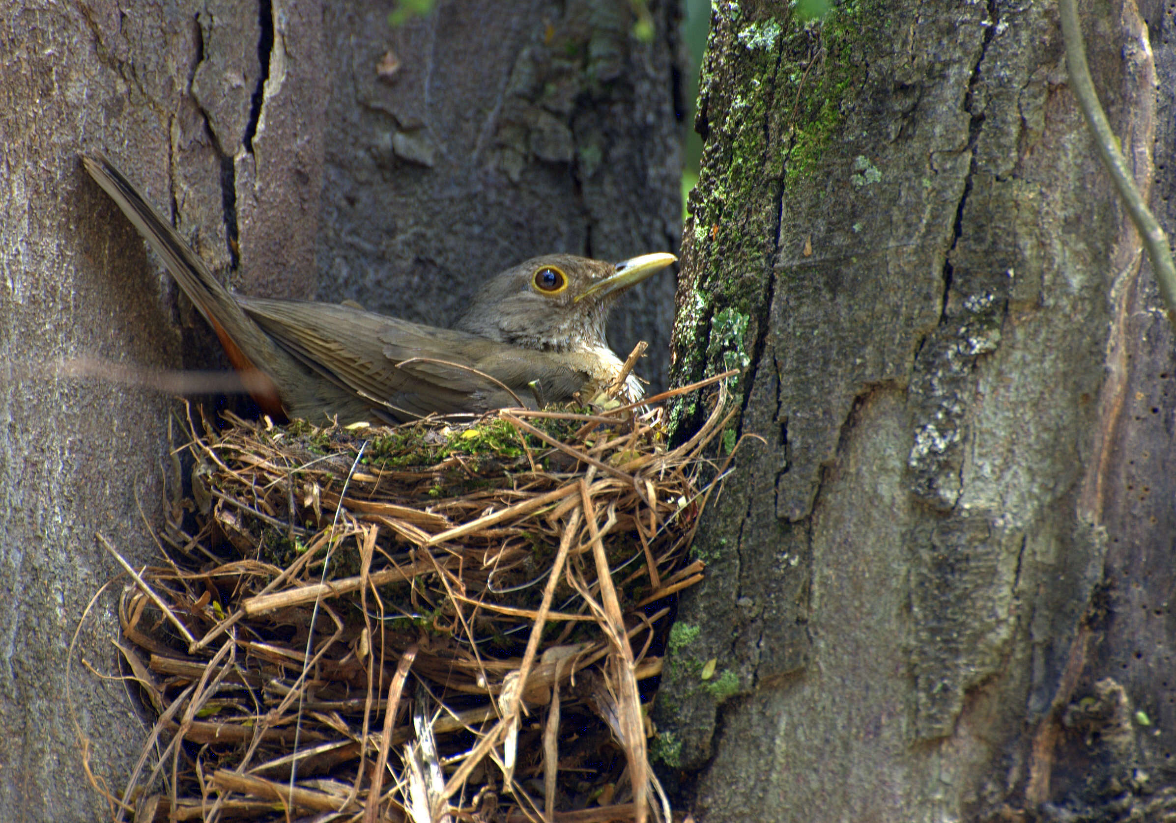 Image of Rufous-bellied Thrush