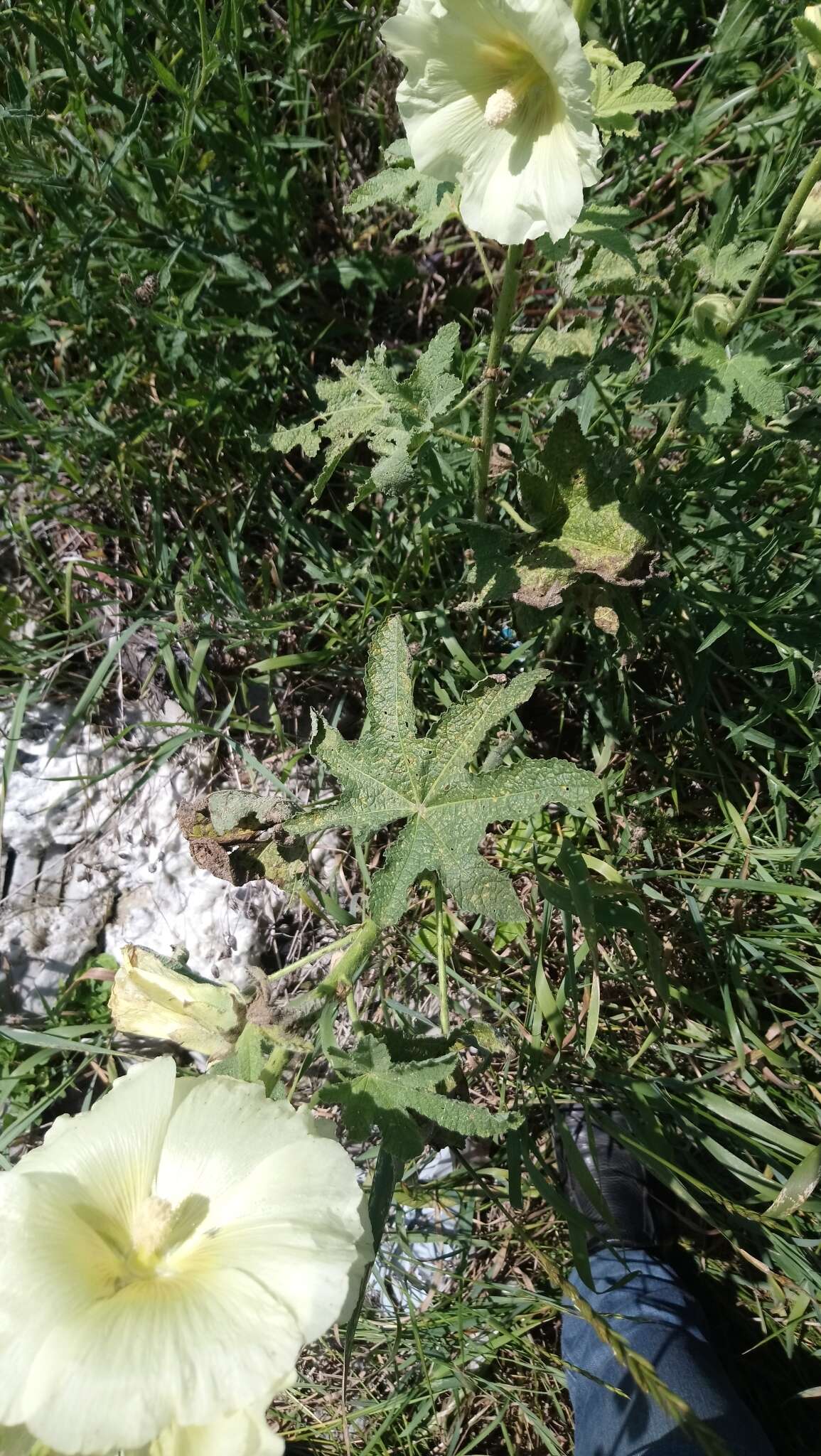 Image of Alcea rugosa Alef.