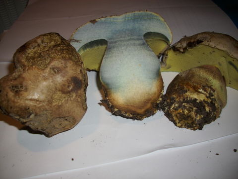 Image of <i>Caloboletus radicans</i> (Pers.) Vizzini 2014