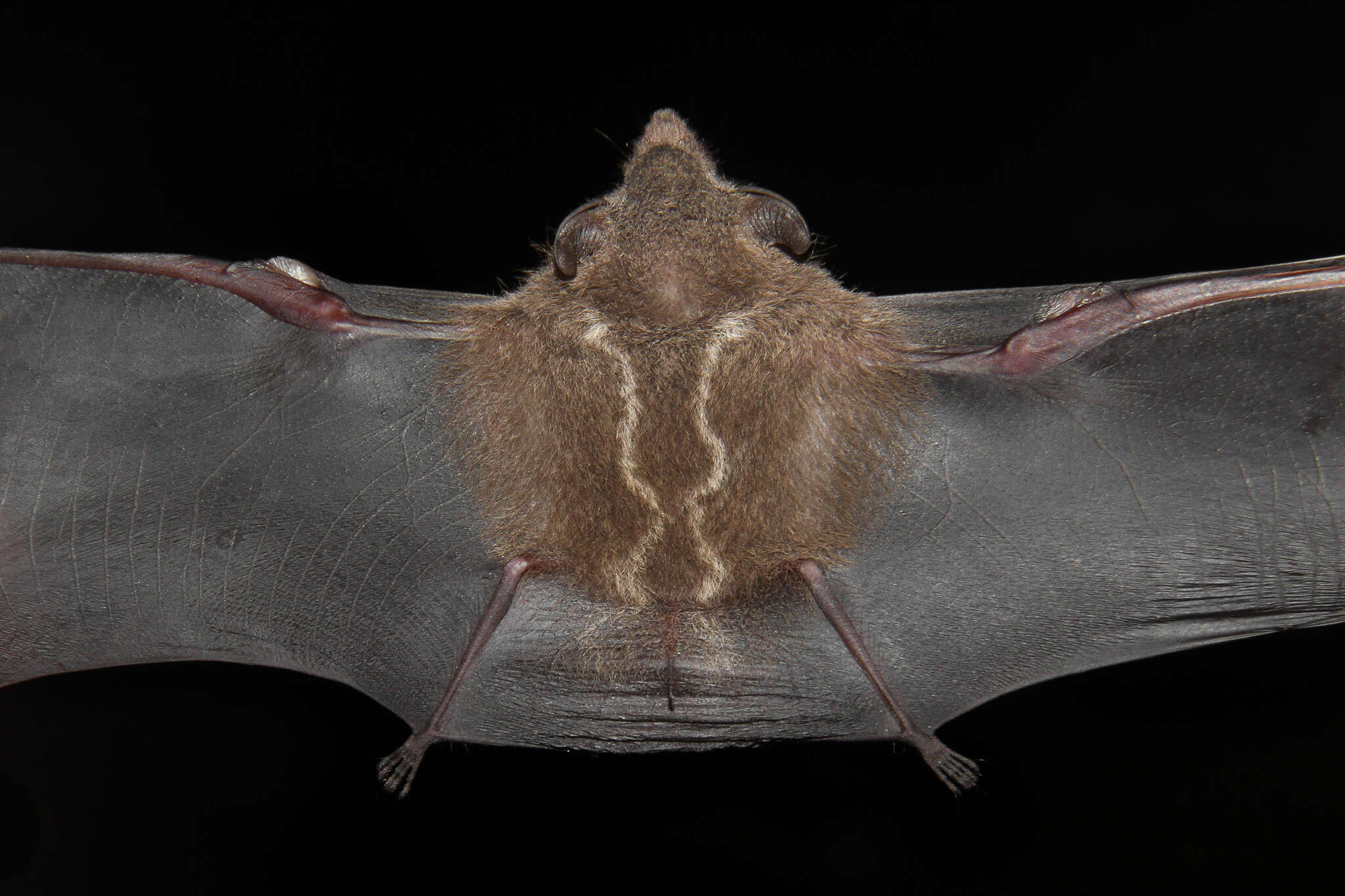 Image of Frosted Sac-winged Bat