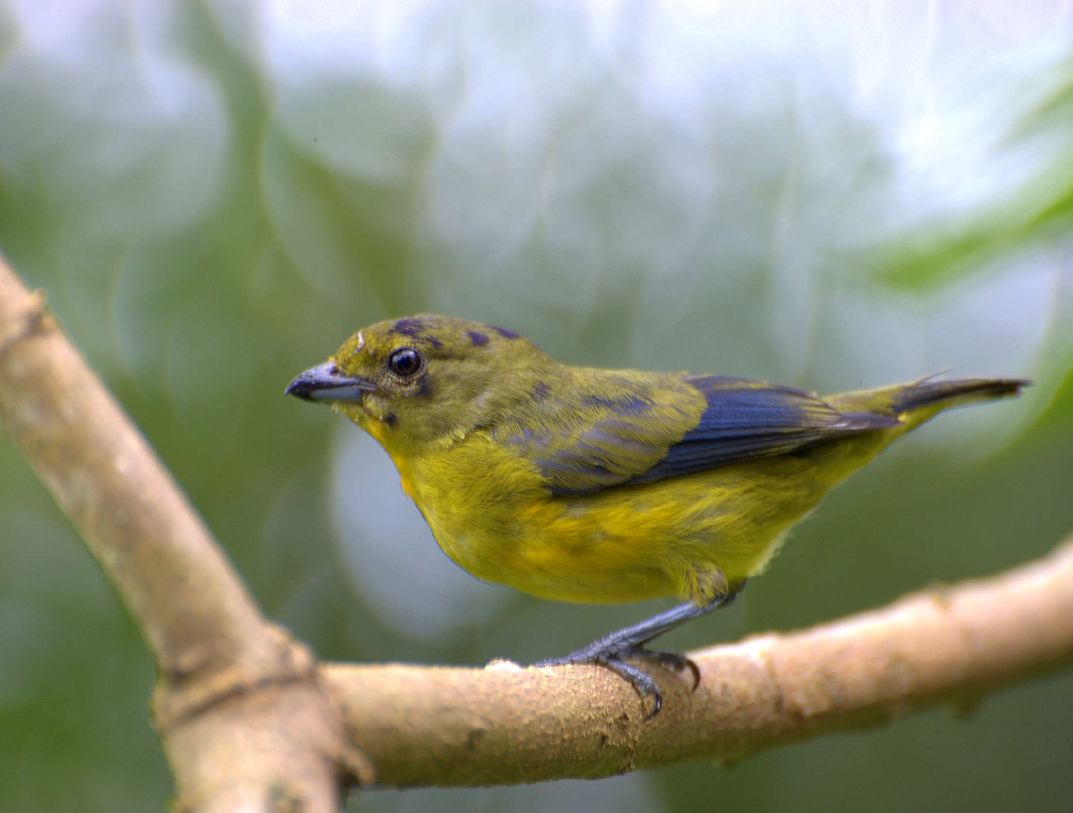 Euphonia violacea (Linnaeus 1758)的圖片