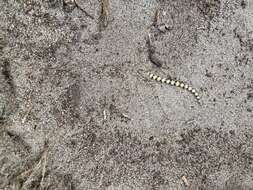 Image of Desert Banded Snake