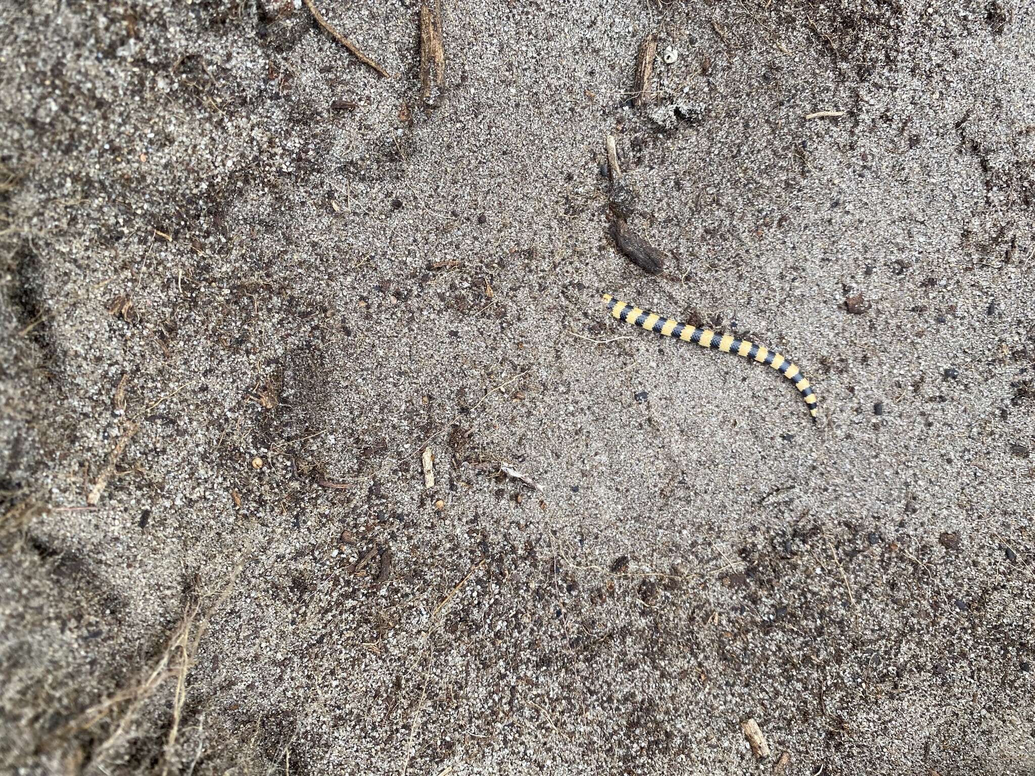 Image of Desert Banded Snake