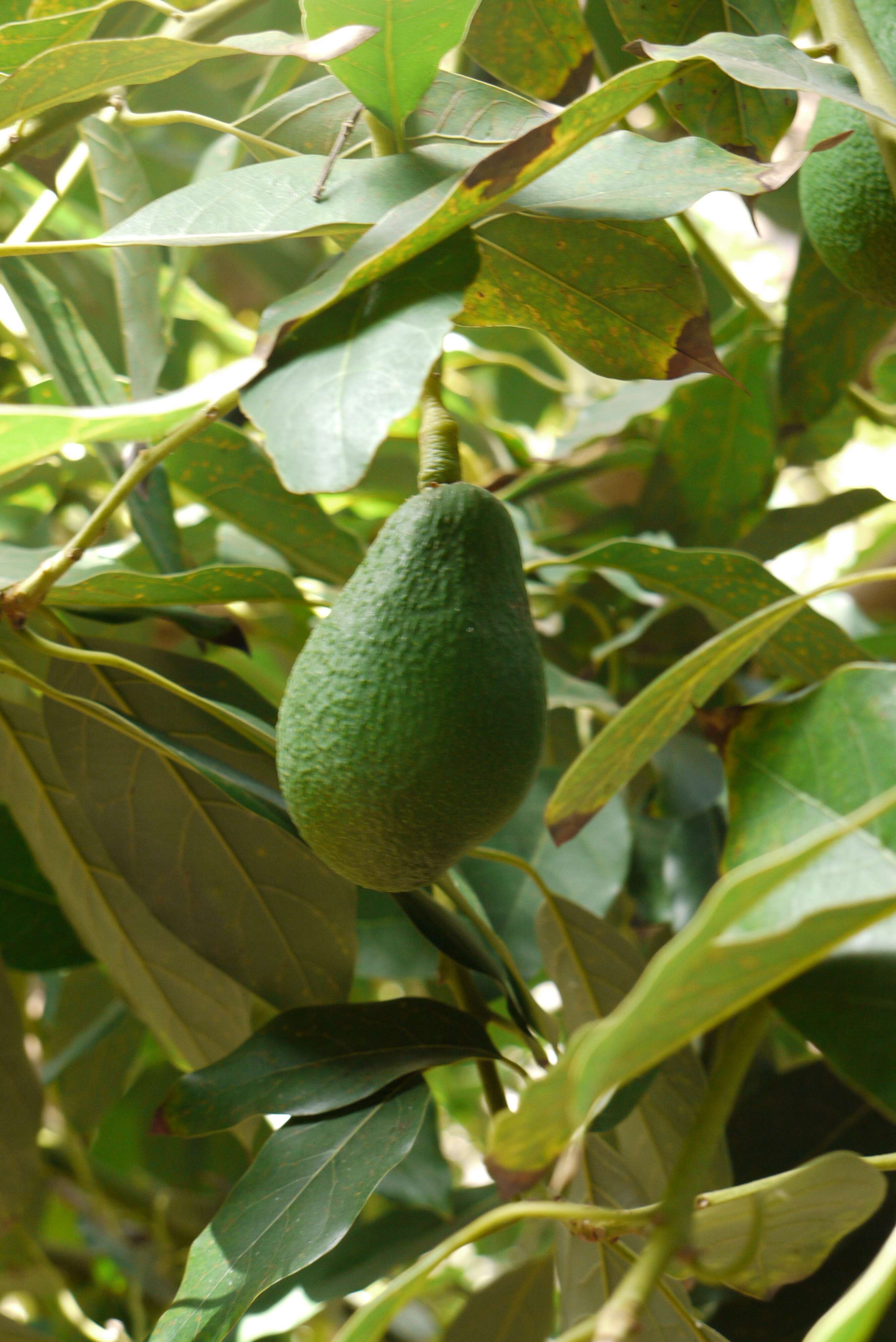 Image of avocado