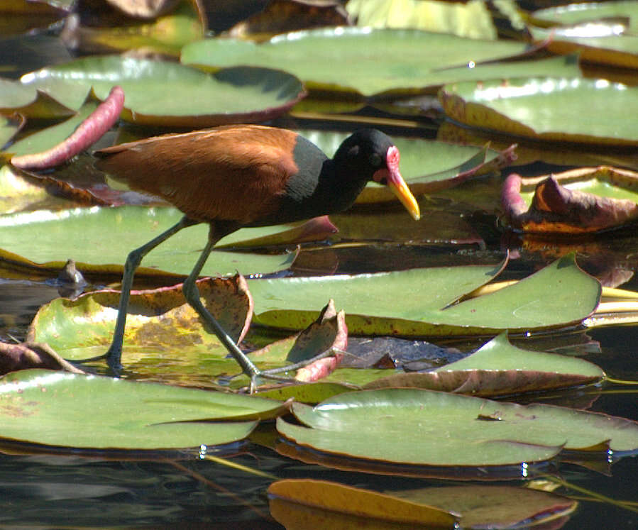 Image of Wattled Jacana