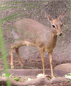 Image of Kirk's Dik-dik