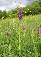 Dactylorhiza incarnata (L.) Soó resmi