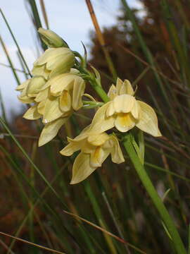 Eulophia tabularis (L. fil.) Bolus的圖片