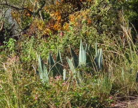 Image of American century plant