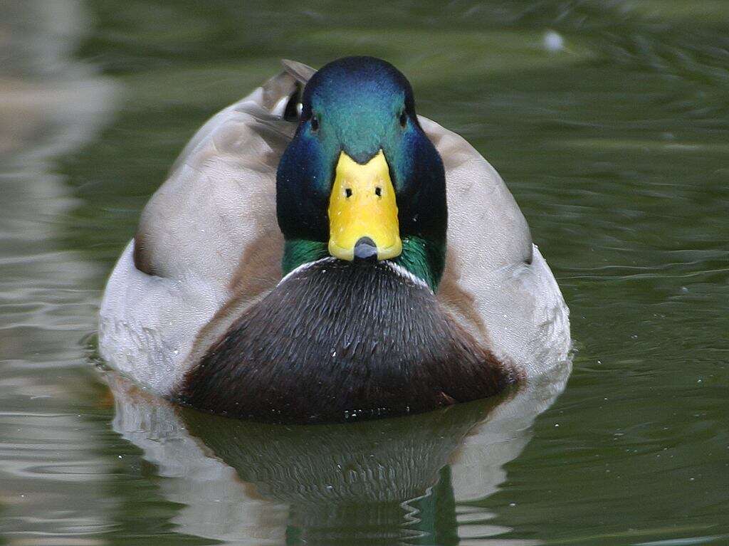 Image of Common Mallard