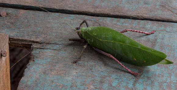 Image of Onomarchus uninotatus (Serville 1838)