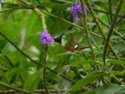 Image of White-crested Coquette