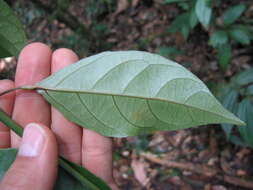 Image de Passiflora spinosa (Poeppig & Endlicher) Masters