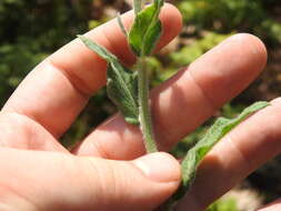 Image of Hilliardiella sutherlandii (Harv.) H. Rob.