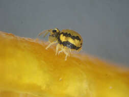 Image of Globular springtail