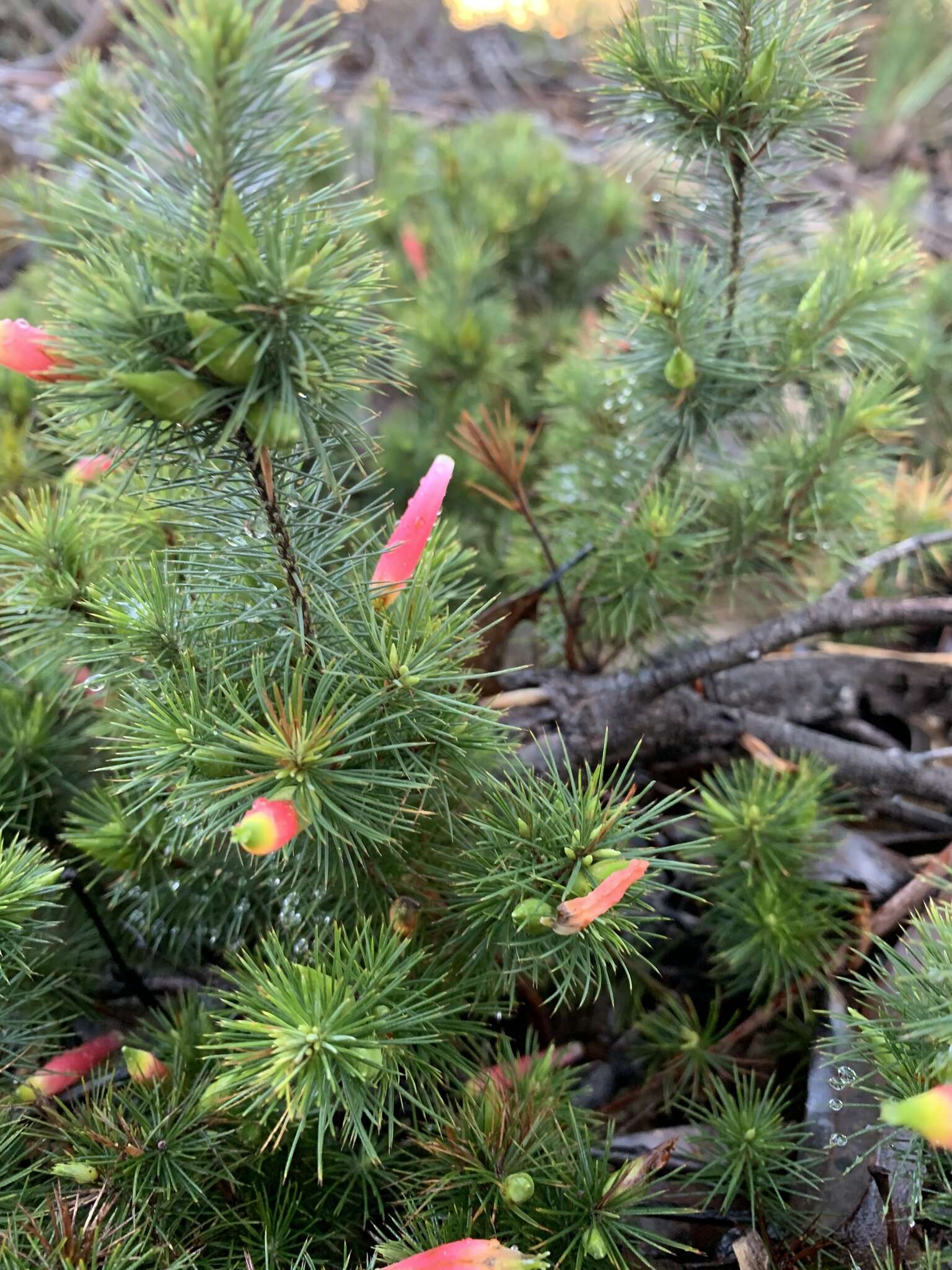 Слика од Astroloma pinifolium (R. Br.) Benth.