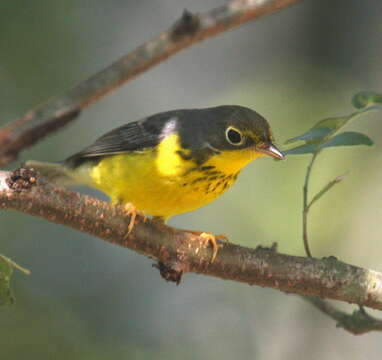 Слика од Cardellina canadensis (Linnaeus 1766)