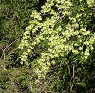 Image de Holoptelea integrifolia (Roxb.) Planch.