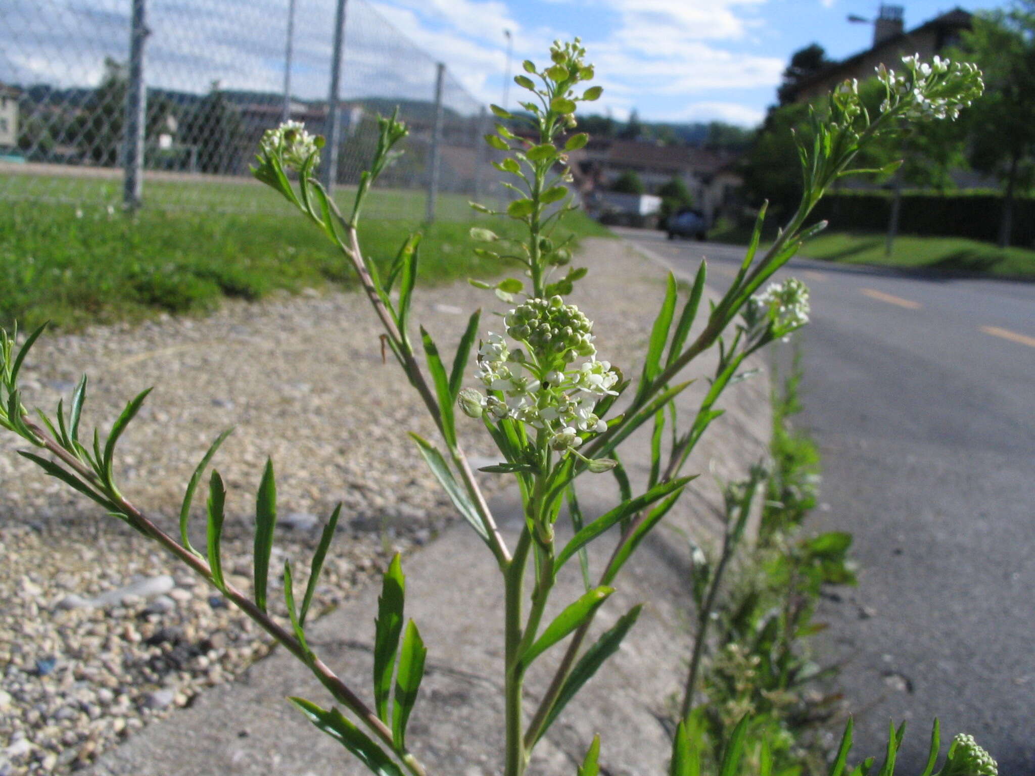 Image of Virginia pepperweed