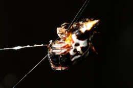 Image of Spiny orb-weavers