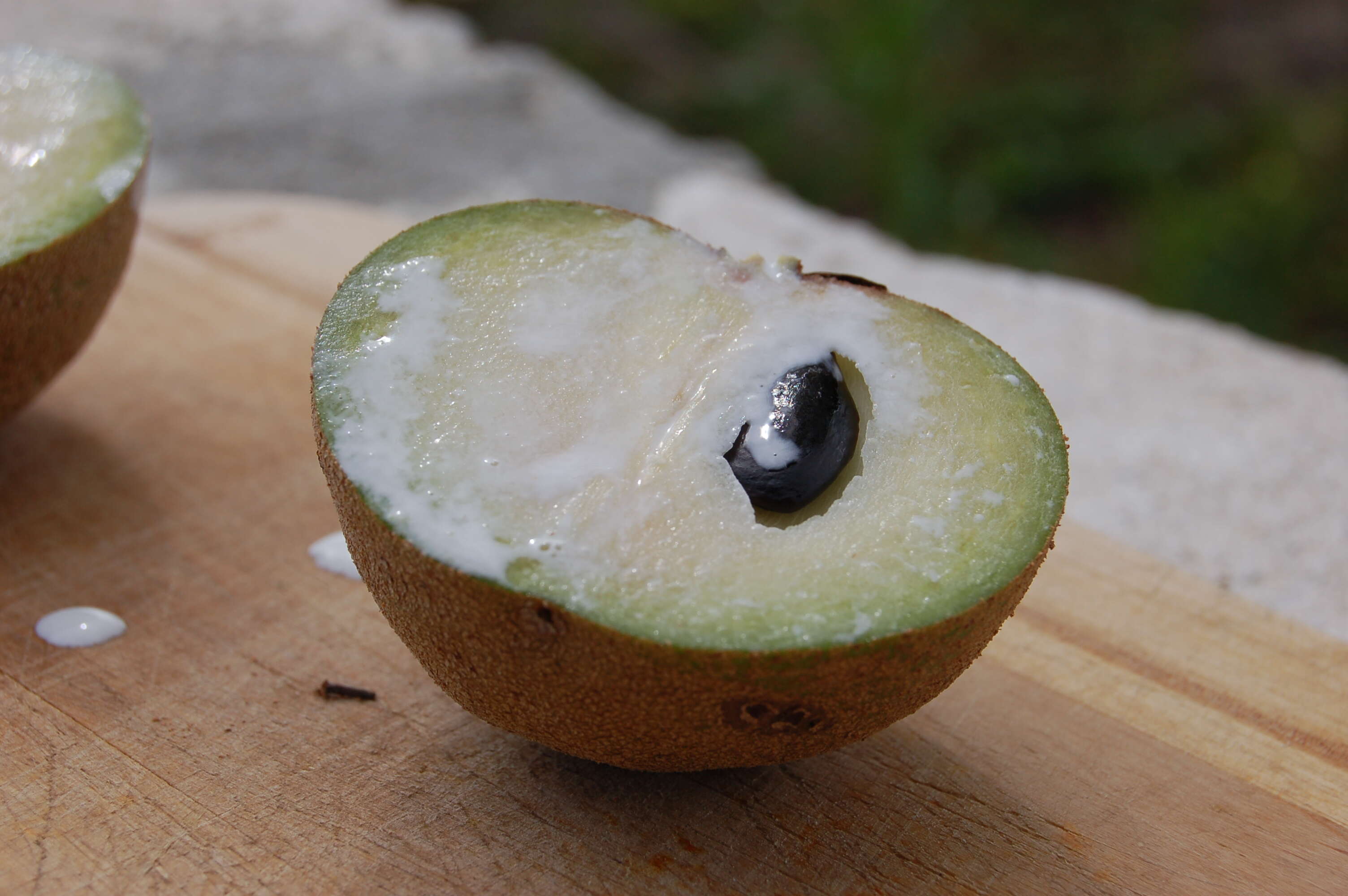 Image of sapodilla