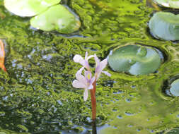 Image of <i>Pontederia diversifolia</i>