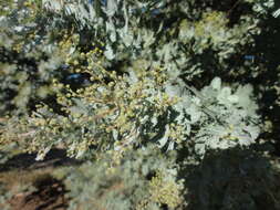 Image of cootamundra wattle