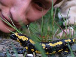 Image of Common Fire Salamander