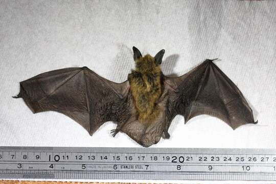 Image of Fringed Myotis