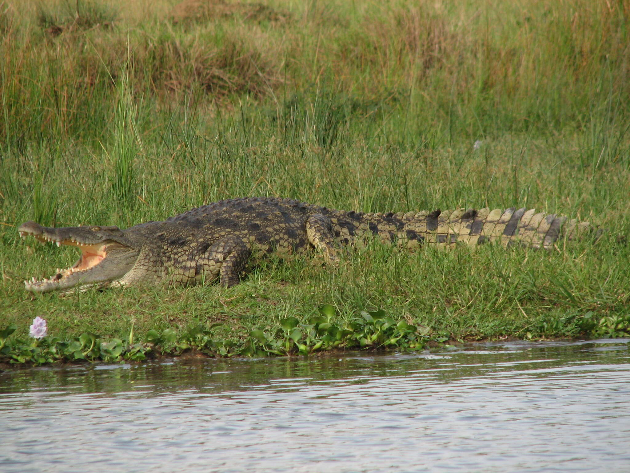 Image of Nile crocodile