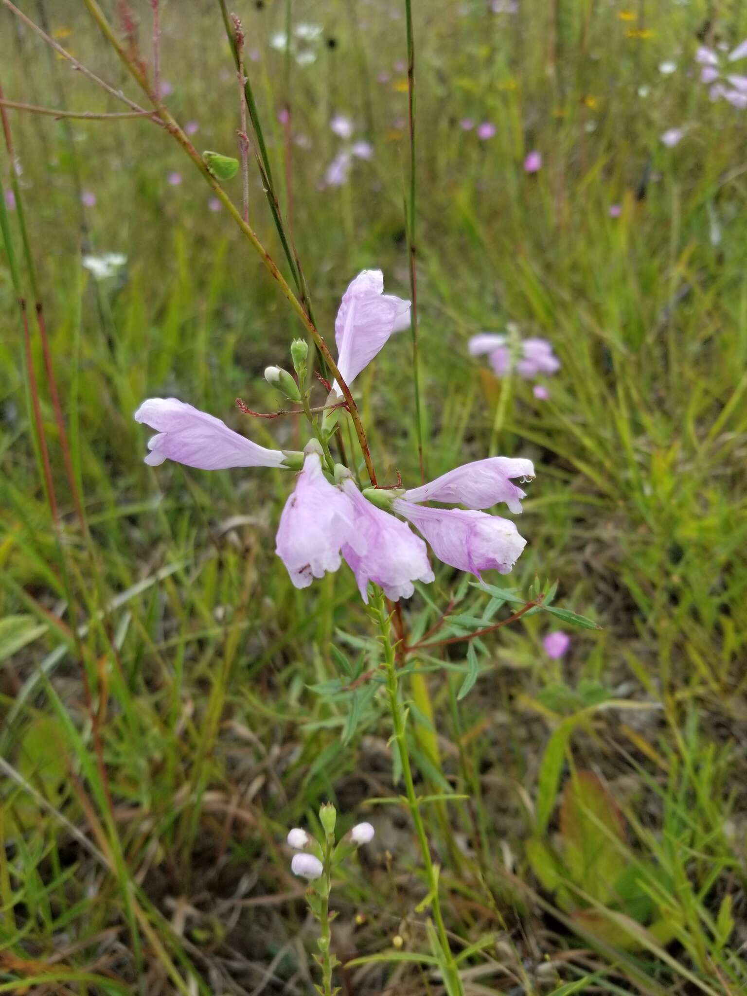 Image of obedient plant