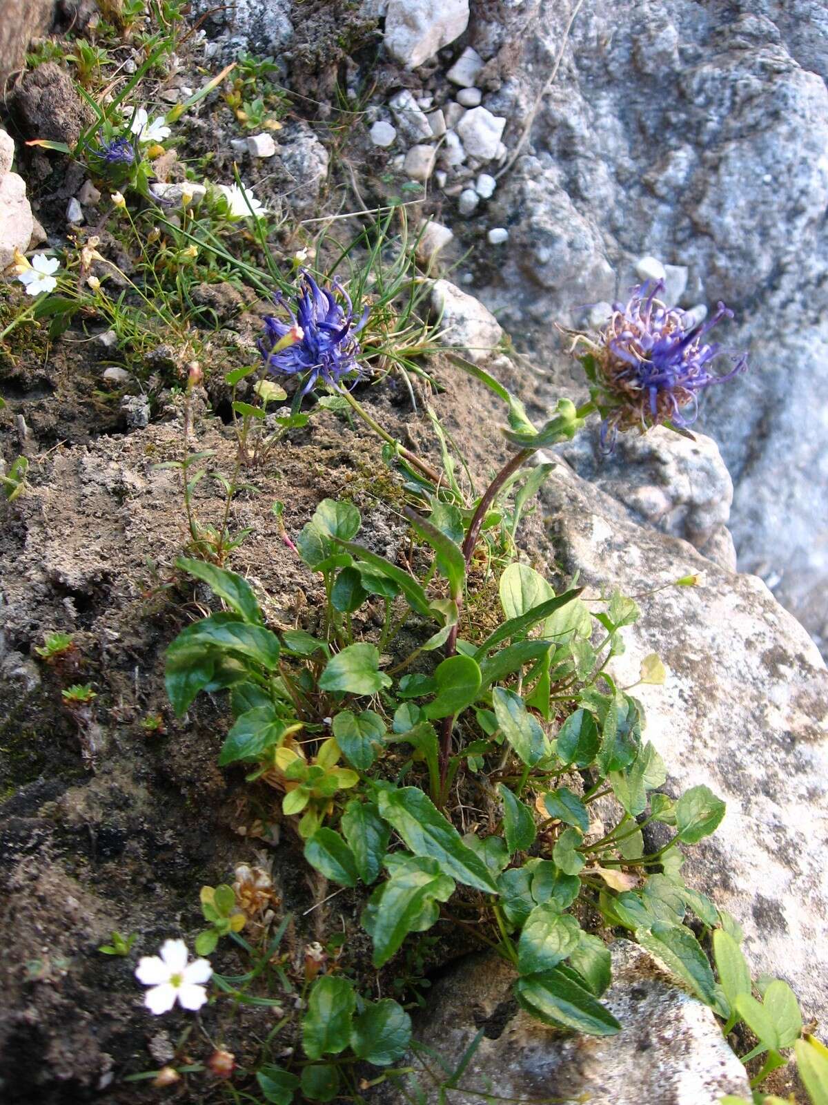 Image of Horned Rampion