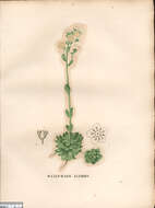 Image of Livelong Saxifrage