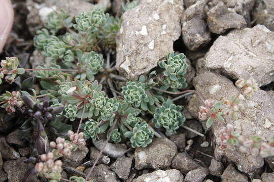 Image of Psammotropha mucronata var. mucronata