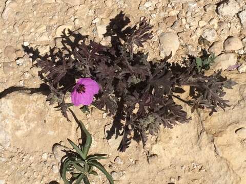 Imagem de Erodium crassifolium (Forsk.) L'Hér.