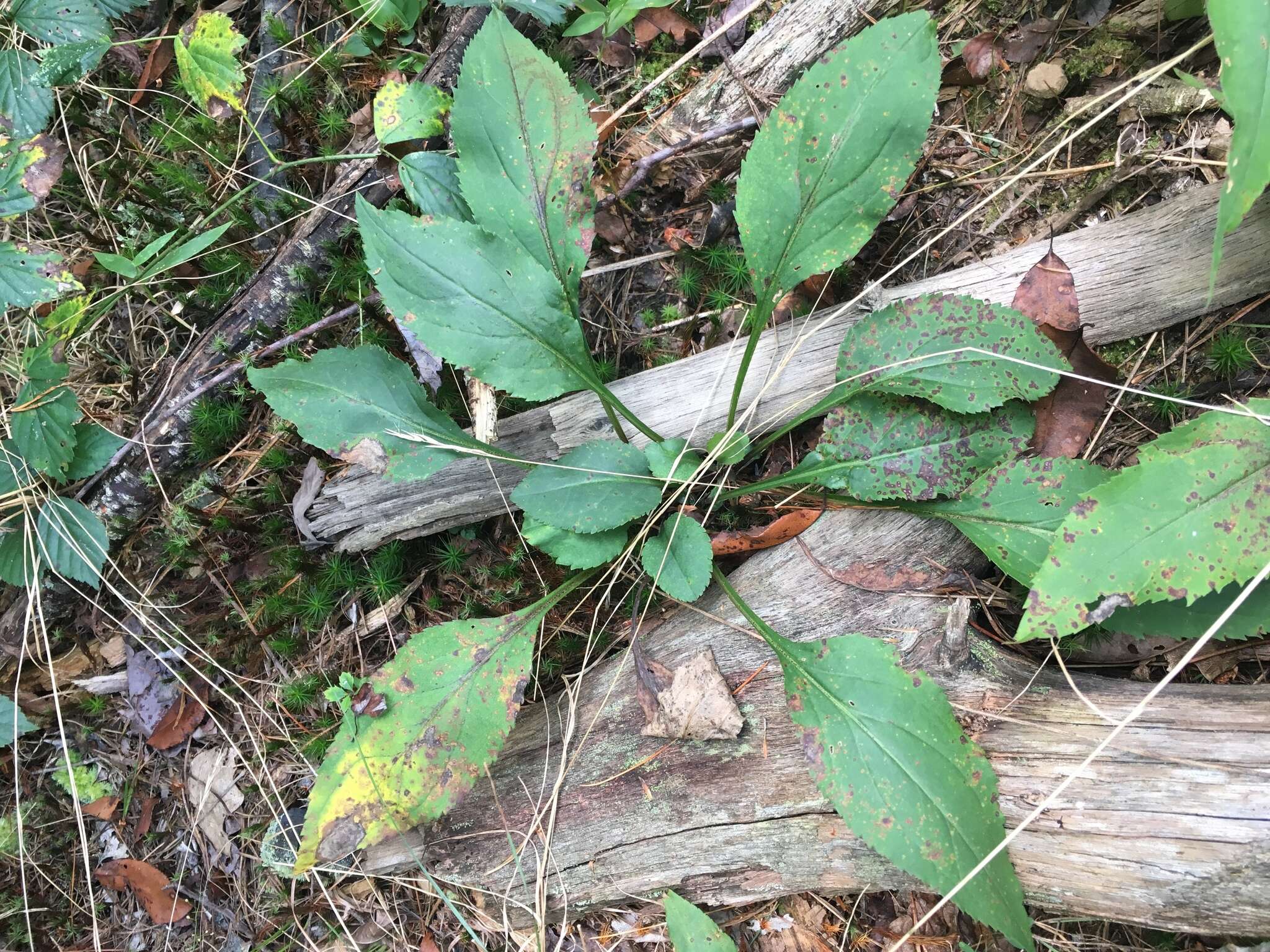 Image of Atlantic goldenrod