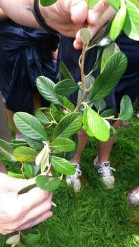 Image of Late Cotoneaster