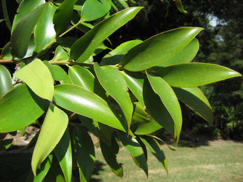 Image of Queensland Kauri Pine