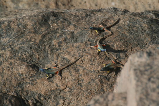 Image of Broadley's Flat Lizard