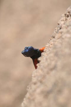 Image of Broadley’s flat lizard