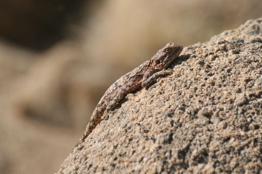 Image of Broadley's Flat Lizard