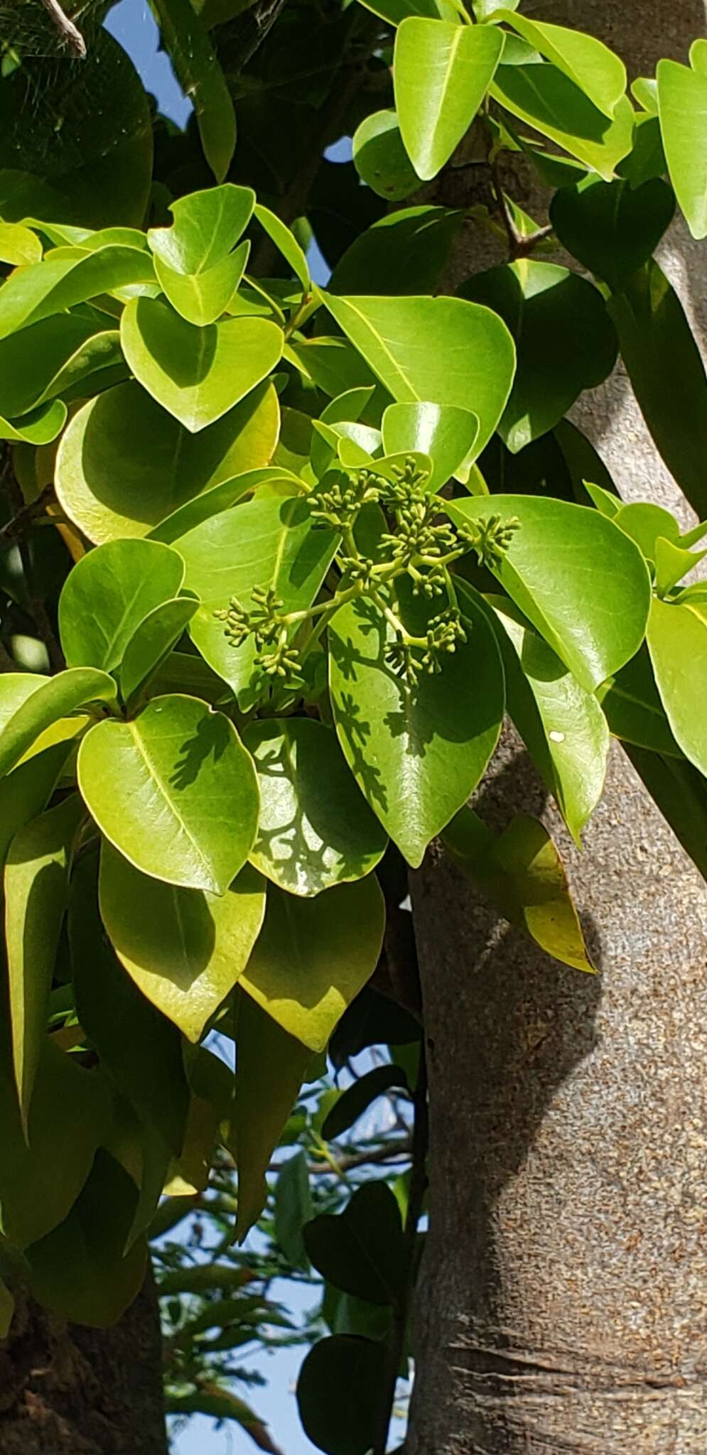 Guapira fragrans (Dum. Cours.) Little resmi